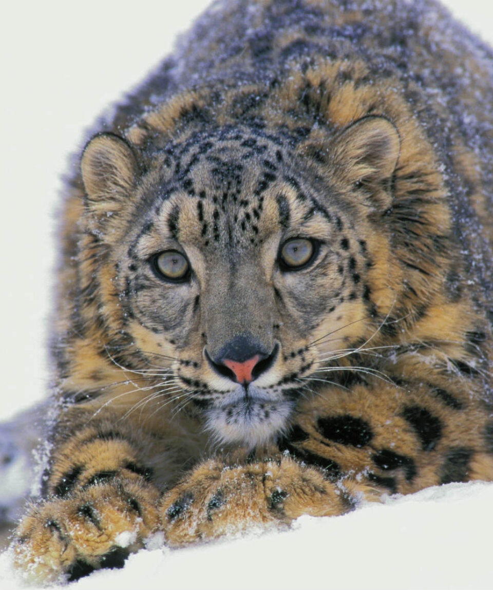 snowleopard1