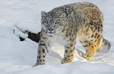 snowleopard4